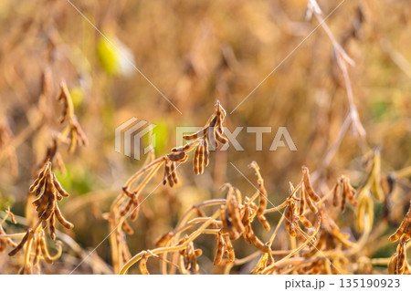 Organic soybean crop signifying natural produce, rich earthy palette with clustered mature pods on stems, imagery suited for food, sustainability and farmto-table marketing Organic soybean crop signifying natural produce, rich earthy palette with clustered mature pods on stems, imagery suited for food, sustainability and farmto-table marketing 135190923