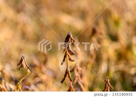 Soybean pod backdrop, Warm tones with repetitive pods, Softfocus soybean pods with golden hues for branding, Textured soybean pod pattern in warm golden shades ideal for overlays 135190935