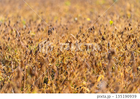 Golden soy pods basking sunlight, Decaying soybean leaves amid ripening pods, Agricultural landscape shows robust soy crops transitioning into harvest season with warmth 135190939