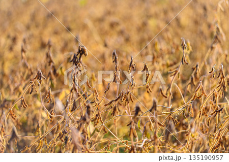 Golden soybean crop bathed in sunrise, soft warm light and long shadows, tranquil rural landscape, harvest planning mood, distant undulating rows and calm atmosphere 135190957