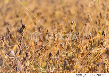 Detailed soybean pods in field focus, shallow depth of field, botanical inspection vibe, agronomist sampling scenario, muted golden tones, crisp pod surfaces and stems 135190959