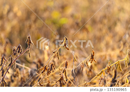 Shallow depth soybean pods and stems, selective focus on curled pods with soft blur background, researcher inspecting seed viability, quiet autumn mood with subtle grain 135190965