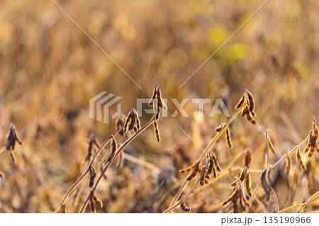 Drone view of backlit soybeans and blurred agricultural landscape, Narrative showcasing climateconscious farming through illuminated soybean pods and bokeh effects 135190966