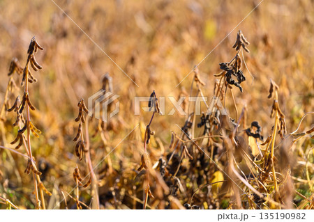Ripening soybean plants in rows, Mature soybean plants with crisp pods in layered fields, Late season soybean cultivation with detailed pods and blurred background landscape 135190982