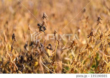 Sunlit soybean field glowing with ripe pods and warm golden light, soft bokeh background, tall dry plants swaying gently, late summer harvest mood, warm tones and shallow depth 135190985