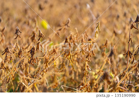 Dense soybean stand in field, interspersed green leaves among dry pods, ideal for seed sampling and agronomy inspection, textured middistance focus, late-season research mood Dense soybean stand in field, interspersed green leaves among dry pods, ideal for seed sampling and agronomy inspection, textured middistance focus, late-season research mood 135190990