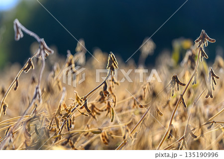 Golden dawn beans, Morning view of mature soybeans, Dewcovered soybean plants in soft morning light, Sunlit freshly harvested soybean pods with gentle focus effect Golden dawn beans, Morning view of mature soybeans, Dewcovered soybean plants in soft morning light, Sunlit freshly harvested soybean pods with gentle focus effect 135190996