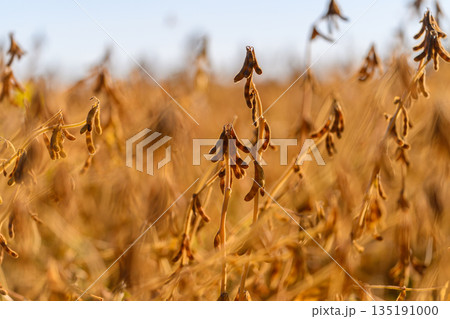 Sunlit soybean pods glow warmly, Clusters of soybeans under warm amber light in soft focus, Sunkissed soybean seed groups with mellow bokeh and inviting field scenery Sunlit soybean pods glow warmly, Clusters of soybeans under warm amber light in soft focus, Sunkissed soybean seed groups with mellow bokeh and inviting field scenery 135191000