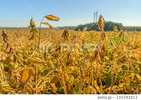 Expansive soybean plantation beneath clear dawn sky extends far, Gentle rural scene featuring vast soybean cultivation under bright morning sky and distant treelines 135191011
