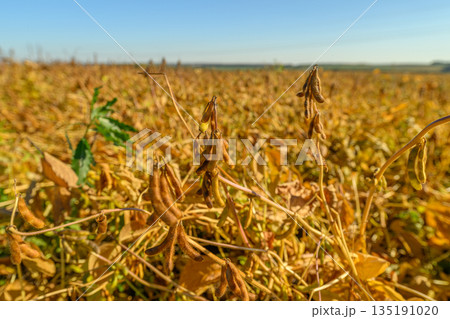 Sunny soybean harvest landscape, Golden soy fields basking in sunlight, Vivid autumn landscape showcasing sundrenched soybean crops gently swaying in golden fields Sunny soybean harvest landscape, Golden soy fields basking in sunlight, Vivid autumn landscape showcasing sundrenched soybean crops gently swaying in golden fields 135191020