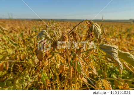 Soybean pods overview, Golden soybeans ripening in fields, Harvestready soybean crops under bright sky, Richly textured soybean pods thriving in spacious farmland 135191021