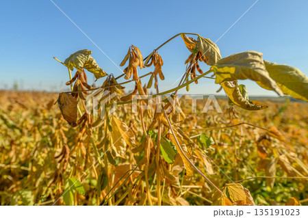 Warm season scene featuring mature soybeans and fields, Bright sunlight illuminating ripe soybeans in expansive agricultural landscape emphasizing sustainable farming Warm season scene featuring mature soybeans and fields, Bright sunlight illuminating ripe soybeans in expansive agricultural landscape emphasizing sustainable farming 135191023
