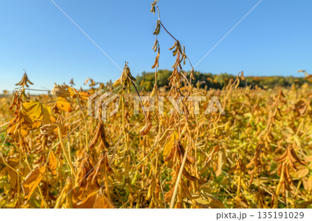 Serene rural field with shining pods, Calm countryside with lush soybean plants under sky, Peaceful agricultural area showcasing mature soybeans and wide open horizons 135191029
