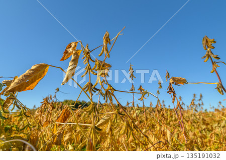 Closeup of soybean pods and leaves, Sunlit soybean plants with textured stems and pods, Preharvest soybean inspection highlighting seed quality and farm sustainability Closeup of soybean pods and leaves, Sunlit soybean plants with textured stems and pods, Preharvest soybean inspection highlighting seed quality and farm sustainability 135191032