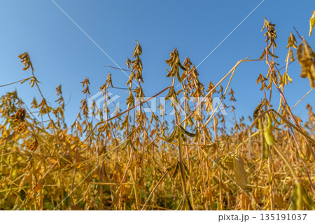 Gentle breeze inspires hillside growth, Fields of soy bend with warm wind, Agricultural landscape showcases moving soybean plants amidst seasonal climate change visuals 135191037