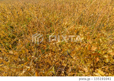 Groundlevel perspective highlighting dry leaves and dense soybean rows, Agricultural inspection shot focusing on mature soybean plants with dry foliage and soil Groundlevel perspective highlighting dry leaves and dense soybean rows, Agricultural inspection shot focusing on mature soybean plants with dry foliage and soil 135191041