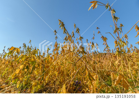 Crop stress visuals, Indicators of drought impact on crop health and vigor, Visual representation of soybean dehydration due to intense sunlight and dry soil conditions 135191058