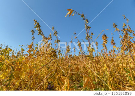 Bright sky survey, Aerial sensing highlights plant health and density features, Remote drone imaging offers insights into vegetation vitality and distribution patterns 135191059