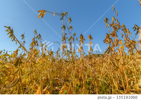 Golden soybean field under clear sky, ripe pods swaying, lowangle view emphasizing stalk texture and harvest readiness, warm sunlight and blue horizon conveying late-season calm 135191060