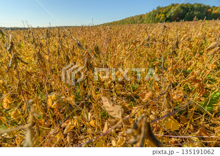 Rural soybean field in fall, Sunlit mature soy crops in autumn ready for collection, Golden mature soybean plants spread across rolling farmland under clear blue sky 135191062
