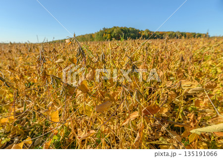 Harvesting soybean plants in fall, Serene autumn soybean field with distant hill, Spacious autumn soybean landscape featuring distant wooded elevation and bright blue sky Harvesting soybean plants in fall, Serene autumn soybean field with distant hill, Spacious autumn soybean landscape featuring distant wooded elevation and bright blue sky 135191066