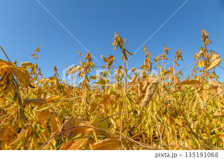 Autumn harvest scene, Golden fields and distant treetops, Sunlit soybean fields stretch into horizon, Fading sunlight enhances nostalgic atmosphere of harvest season 135191068