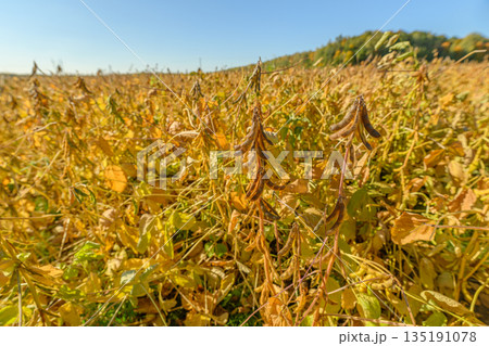 Climate soybean resilience, Evaluating droughttolerant soybean performance, Analyzing productivity and robustness of droughtresistant soybeans under intense sunlight conditions 135191078