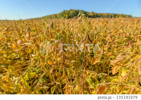 Commodity soybean crop poised for market dense pods signaling high yield, rural supply chain symbolism, sunlit stems, suitability for packaging and trade visuals Commodity soybean crop poised for market dense pods signaling high yield, rural supply chain symbolism, sunlit stems, suitability for packaging and trade visuals 135191079