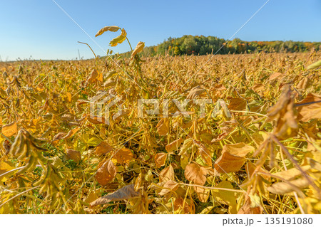 Soybean harvest scene, Morning fields with ripe pods, Sunrise over soybean fields ready for harvest, Brightly colored soybean fields at dawn awaiting crop gathering 135191080