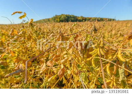 Regenerative soybean field sunlit hill backdrop healthy yellowing foliage, stalk structure visible, focus on soil health, cover crop rotation context, calm agricultural landscape 135191081