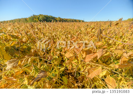 Peaceful late summer landscape view, Vast mature soybean field with rolling hills in warm season, Serene golden soybean crop stretching across gentle hills under clear sky Peaceful late summer landscape view, Vast mature soybean field with rolling hills in warm season, Serene golden soybean crop stretching across gentle hills under clear sky 135191083