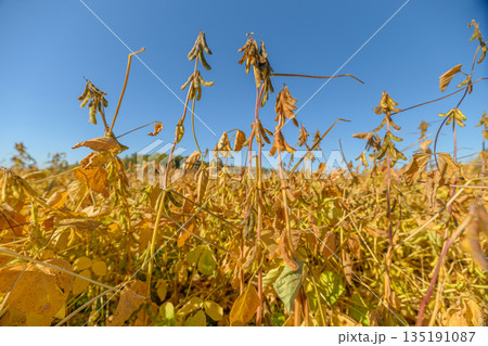 Lush soybean field, Vigorous crop under sunlight, Sunlit soybean crop with abundant pods, Dense soybean plants displaying vigorous growth and readiness for harvest Lush soybean field, Vigorous crop under sunlight, Sunlit soybean crop with abundant pods, Dense soybean plants displaying vigorous growth and readiness for harvest 135191087
