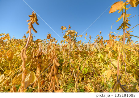 Soybean crop imagery, Agricultural scene depicting soybean harvest and processing imagery, Sundried soybean pods and stalks illustrating harvest maturity and supply chain themes Soybean crop imagery, Agricultural scene depicting soybean harvest and processing imagery, Sundried soybean pods and stalks illustrating harvest maturity and supply chain themes 135191088