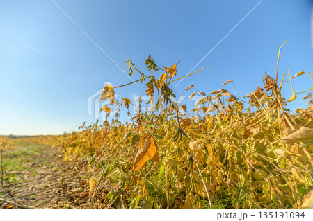 Detailed visualization of soybean crops at various stages of development, Comprehensive portrayal of soybean fields revealing different growth phases and leaf coloration 135191094