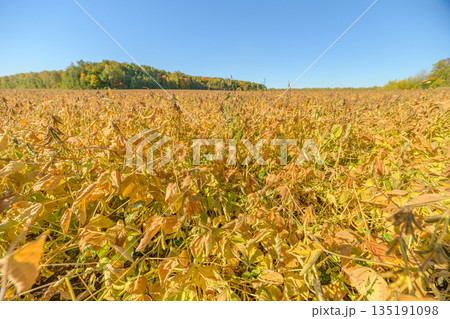 Dense soybean canopy bathed in bright sunlight, yellowing leaves and visible pods, close botanical detail for agronomy scouting, harvest timing indicators and rich autumn tones 135191098