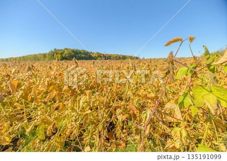 Golden crop scene, Vast soybean field under bright sky, Mature soy plants resting in sunny cultivated landscape, Lush soybean plantation with golden foliage under clear sky Golden crop scene, Vast soybean field under bright sky, Mature soy plants resting in sunny cultivated landscape, Lush soybean plantation with golden foliage under clear sky 135191099