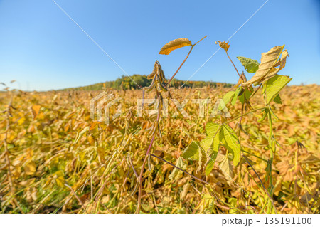 Soybean pod foreground with distant hill backdrop, single pod in sharp focus illustrates seed maturity and future yield, scene conveys food security and agrarian optimism Soybean pod foreground with distant hill backdrop, single pod in sharp focus illustrates seed maturity and future yield, scene conveys food security and agrarian optimism 135191100