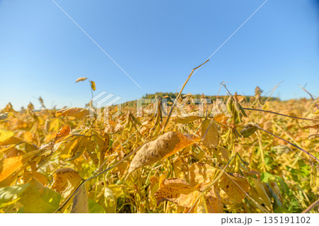 Soybean harvest imagery, Mature soybean pods and foliage, Ready soybean pods with yellow leaves closeup, Textured soybean pods and curled leaves in vibrant harvest scene Soybean harvest imagery, Mature soybean pods and foliage, Ready soybean pods with yellow leaves closeup, Textured soybean pods and curled leaves in vibrant harvest scene 135191102