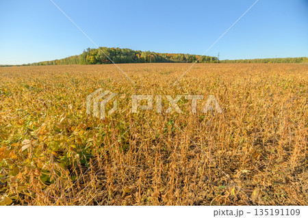 Broad agricultural plains with hills, Extensive fields featuring crops and distant hills, Vast cultivated landscape showcasing soybean fields against hill backdrop Broad agricultural plains with hills, Extensive fields featuring crops and distant hills, Vast cultivated landscape showcasing soybean fields against hill backdrop 135191109