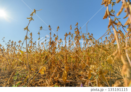 Vast fields of ripe soybeans, Bright sun illuminates sprawling soybean plantations, Broad fields of mature soybeans basking in warm sunlight under cloudless sky 135191115