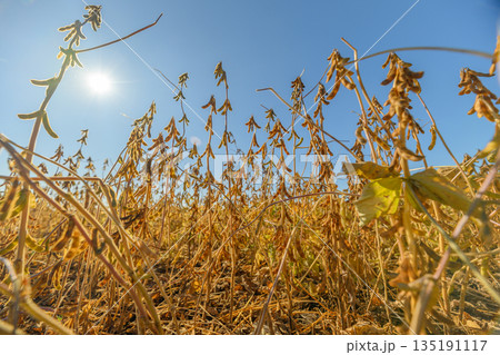 Low angle golden soybean plants rising above dry stalks under bright blue sky, morning sun backlighting pods, warm tones, detailed texture, harvestready close-up 135191117