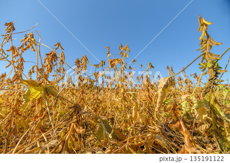 Withered plants and cracked earth highlight urgent ecological issues, Parched soil and curling leaves emphasize critical stress on agricultural ecosystems due to climate change 135191122