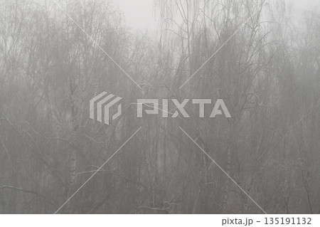 Fog blurs birch trunks into abstraction where fine twigs create intricate patterns, highkey monochrome palette emphasizes texture and graphic organic forms for backgrounds Fog blurs birch trunks into abstraction where fine twigs create intricate patterns, highkey monochrome palette emphasizes texture and graphic organic forms for backgrounds 135191132