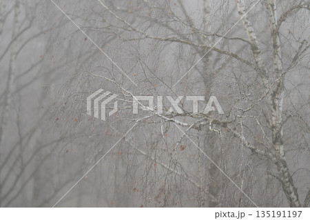 Closeup birch branch with droplets, fine seed pods and twigs framed by soft bokeh, cool muted tones, melancholic mood, editorial botanical detail for prints and studies Closeup birch branch with droplets, fine seed pods and twigs framed by soft bokeh, cool muted tones, melancholic mood, editorial botanical detail for prints and studies 135191197