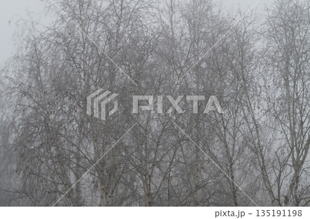 Misty birch grove with delicate branches, soft gray palette, sparse composition, subtle silhouettes fading into haze, peaceful mood ideal for backgrounds and meditation visuals 135191198