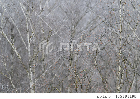 Veiled forest scene with icy twigs and muted colors evoking calmness, Serene winter landscape showcasing frostcovered twigs and delicate light playing through muted tones of forest 135191199