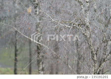 Frosted branches and gentle thaw, Delicate icicles glisten amid soft meadow hues and renewal, Frost beads shimmer on birch branches under early sunlit thaw that inspires hope Frosted branches and gentle thaw, Delicate icicles glisten amid soft meadow hues and renewal, Frost beads shimmer on birch branches under early sunlit thaw that inspires hope 135191201