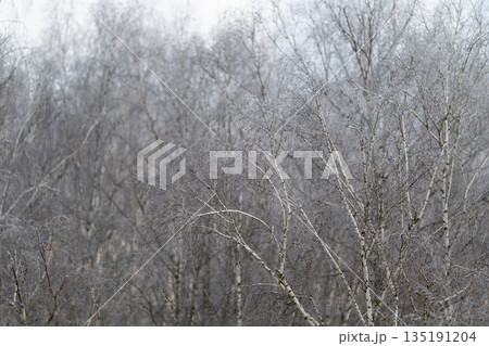 Muted palette highlights delicate branches, Silvery branches set against cloudy sky evoke calmness, Discreet branches and subtle tones craft tranquil visual balance 135191204