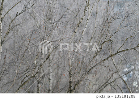 Icy delicate twigs, Intricate frost patterns adorn fragile snowcovered tree limbs, Delicate icy branches coated in shimmer with detailed frozen crystalline designs Icy delicate twigs, Intricate frost patterns adorn fragile snowcovered tree limbs, Delicate icy branches coated in shimmer with detailed frozen crystalline designs 135191209