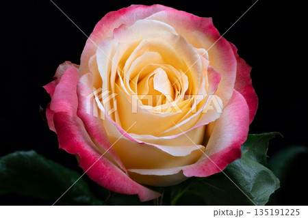 Two tone rose specimen studio portrait, crisp texture detail with glossy green leaves framing bloom, clinical lighting highlights form for catalog and identification use Two tone rose specimen studio portrait, crisp texture detail with glossy green leaves framing bloom, clinical lighting highlights form for catalog and identification use 135191225